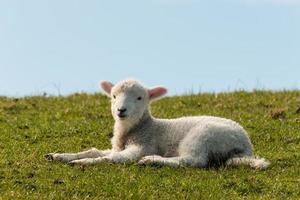 lamb lying on grass photo