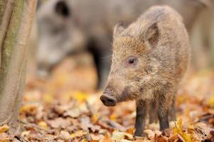 Young wild boar in forest photo