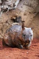 Hairy-nosed Wombat photo
