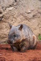 Hairy-nosed Wombat photo