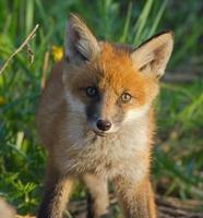 Red fox cub photo