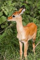 joven chico impala en exuberante arbusto