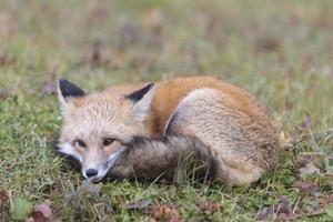 Resting red fox photo