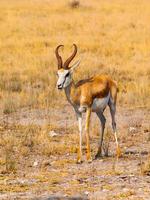 joven impala en el parque etosha nationa