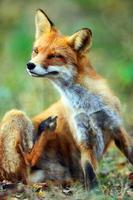 Red Fox (Vulpes). Portrait.