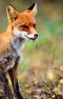 Red Fox (Vulpes). Portrait.