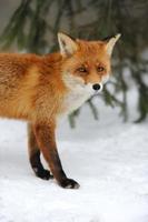 Red fox photo