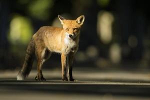 Urban Red fox - Vulpes vulpes photo