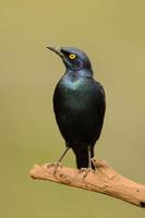 Cape glossy starling portrait photo