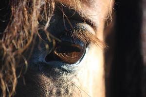 Brown horse eye and mane close up photo