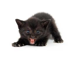 black kitten trying to be ferocious