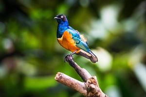 Superb starling in a tree photo