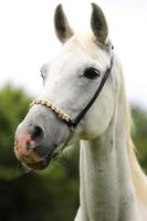 hermoso disparo en la cabeza de un caballo árabe sobre fondo natural foto