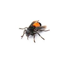 Wasp isolated on white photo