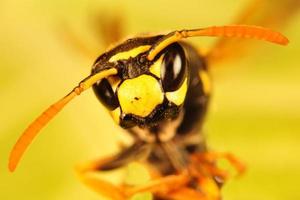 abeja, retrato de avispón foto