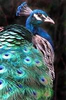 Proud Peacock photo