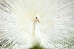 White Peacock photo