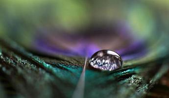 Water droplet on peacock feather photo