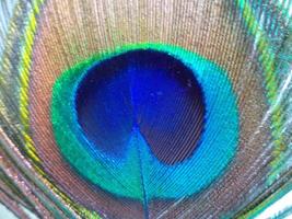 Peacock feather photo