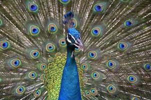 Peacock photo