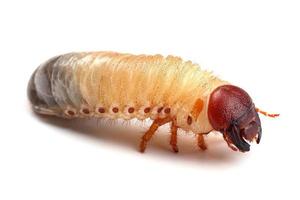 Larva of beetle isolated on white photo