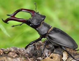 escarabajo ciervo