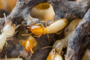 termitas o hormigas blancas foto