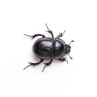 violet dung Beetle on white background photo