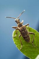The blackspotted pliers support beetle Rhagium mordax photo