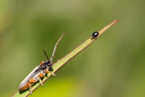 coleoptera cerambycidae insects photo