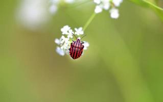 Beautiful beetle