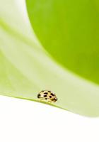 Yellow ladybug photo