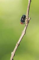 Fly on branch
