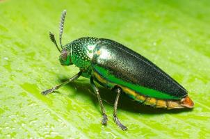 Beautiful Jewel Beetle or Metallic Wood-boring Buprestid on green leaf. photo