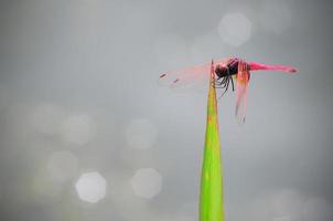 Dragonfly outdoor photo