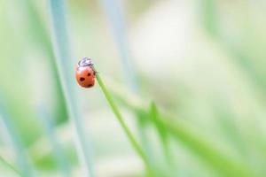 Ladybug macro photo