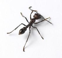 hormiga aislada sobre fondo blanco foto