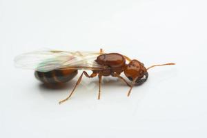 hormiga de primer plano macro con alas