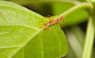 Kerengga araña saltadora como hormiga en la naturaleza foto