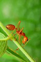 Red ant photo