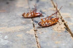 Death cockroach photo