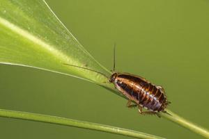cucaracha alemana (blattella germanica) foto