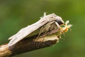 Brazilian Moth Butterfly photo