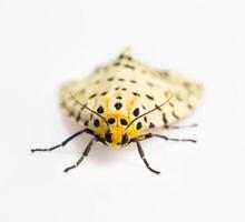 Spilosoma multiguttata moth