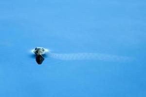 Serpiente de hierba europea nadando en el agua. foto