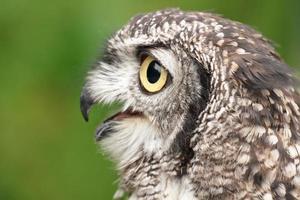 Spotted Eagle Owl. photo