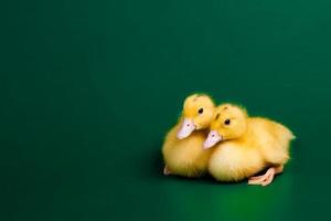 Two little ducks on green background