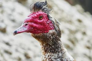 Portrait of musk duck photo