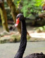 cisne negro (cygnus atratus)