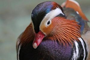 Mandarin Duck Close-up photo